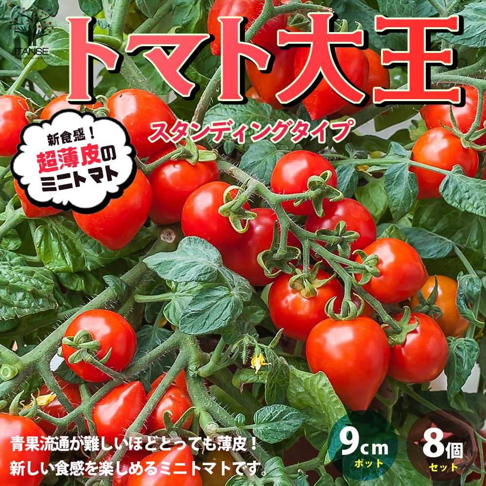 Amazon.co.jp: ITANSE ミニトマトの苗 トマト大王