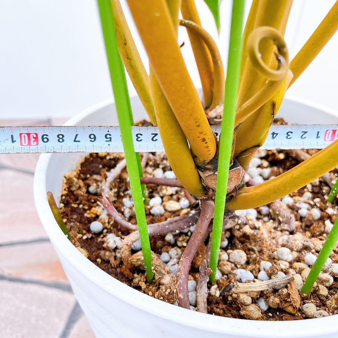 フィロデンドロン ビレッティア ビレッタエ ドライガーデン インテリア フィロデンドロン ビレッティア ビレッタエ ドライガーデン インテリア