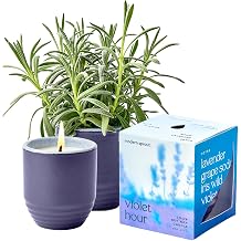 Modern Sprout - 2-in-1 Soy Candle & Planter - Violet Hour Lavender, Grape Soda, Wild Iris, Violet 6 Oz Scented Candle w/Lavender Seeds - Ceramic Vessel Dual Purpose Jar - 38-40 Hour Burn
