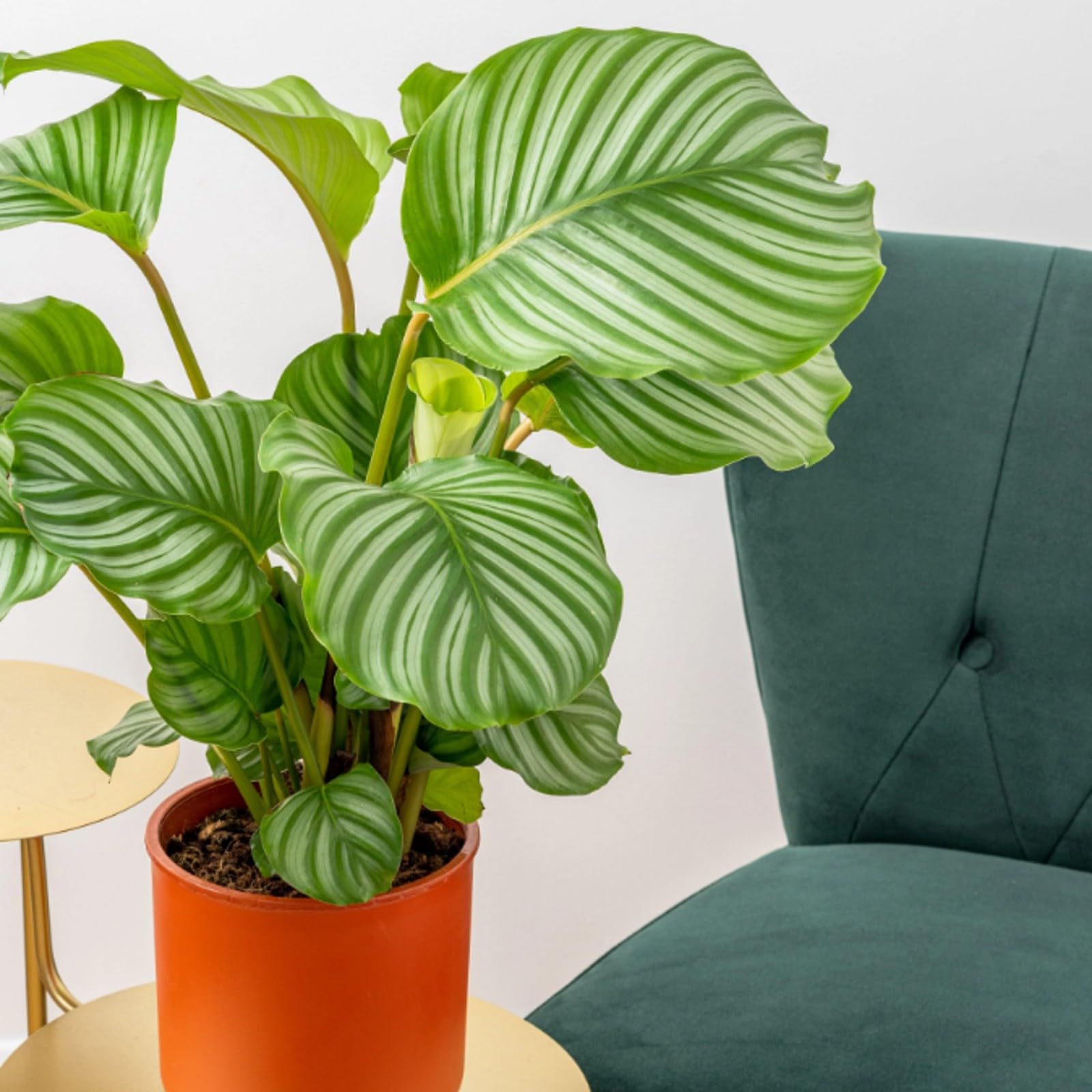 Carbeth Plants - Calathea Orbifolia in 12cm Pot - 30-35cm in Height - Indoor Striped Prayer Plant - Ideal for The Home or Office