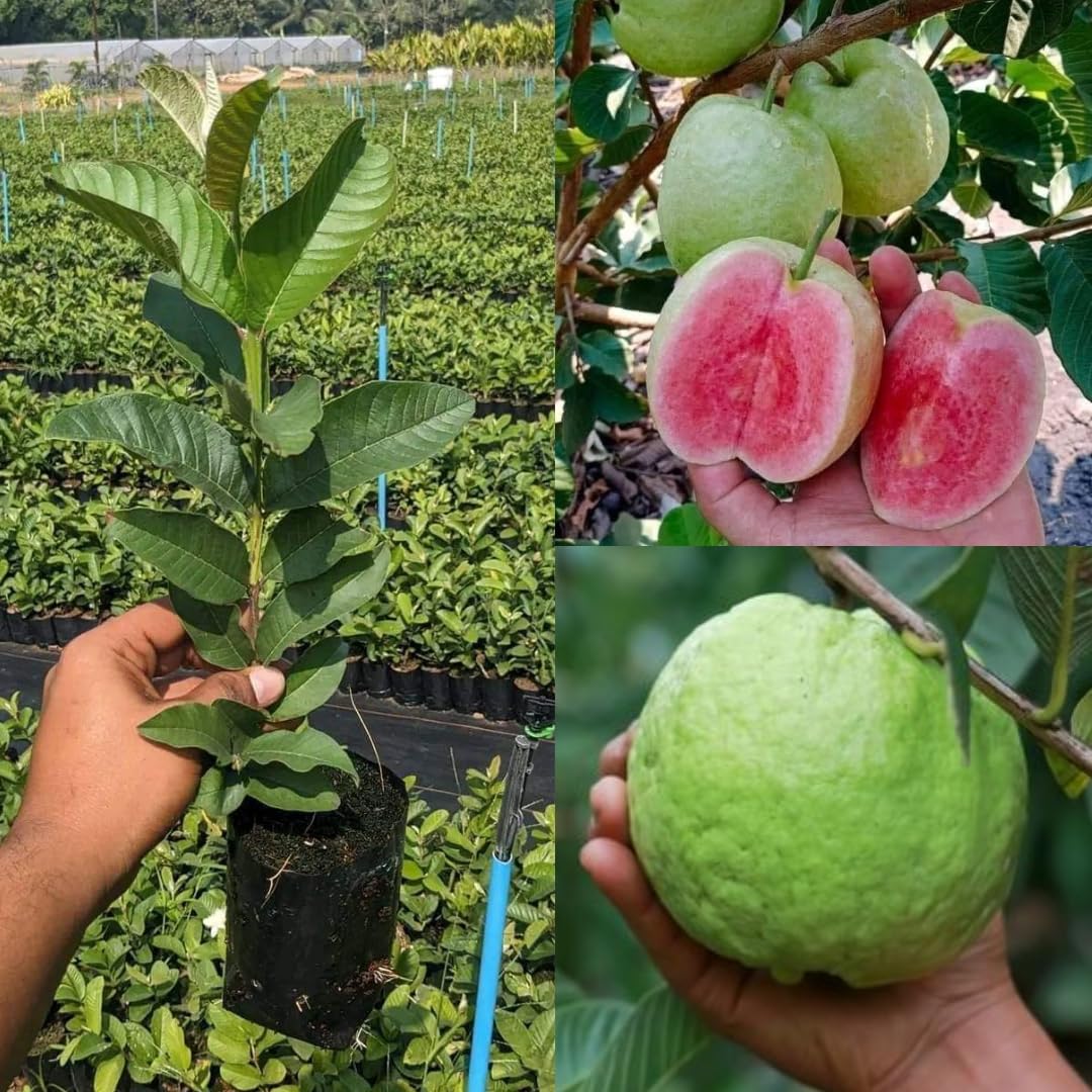 Native Earth Thai 7 Guava Grafted Plant - Rad Seedless Variety all Season Amrud Fruit Tree Height 2 Feet, Pack of 1 Plant (B0BF64G2QS) Amazon Price History, Amazon Price Tracker