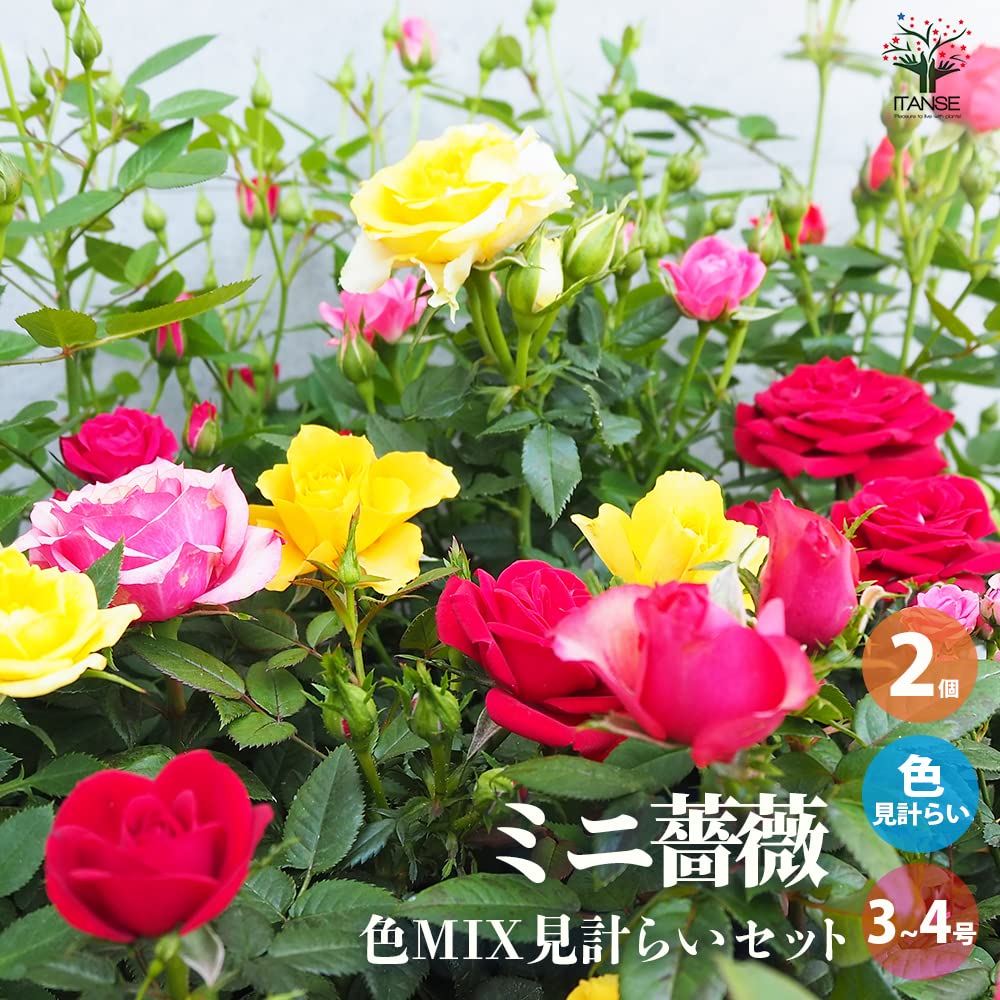 Amazon.co.jp: ITANSE ミニ薔薇 3号～4号苗/カラフル色MIX見計い