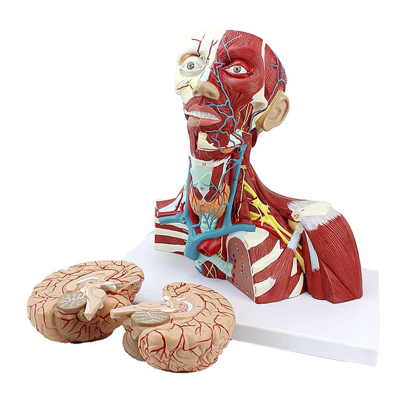 YNIYUJKL Organ Model Brain Anatomy Model Neck Muscles Brain Model Detachable 3 Parts Tracheal Thyroid Nerve Tube For Medical Educational Training Aid Anatomy Model