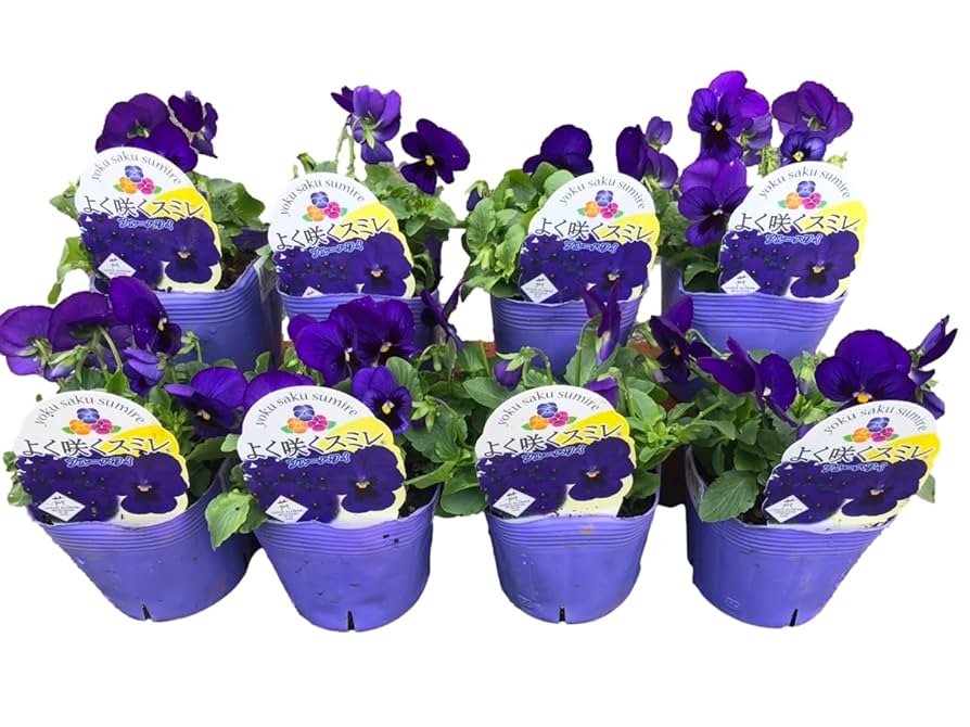 sumire様　確認用　8号鉢 sumire様 確認用 8号鉢 sumire様 確認用 8号鉢 観葉 植物