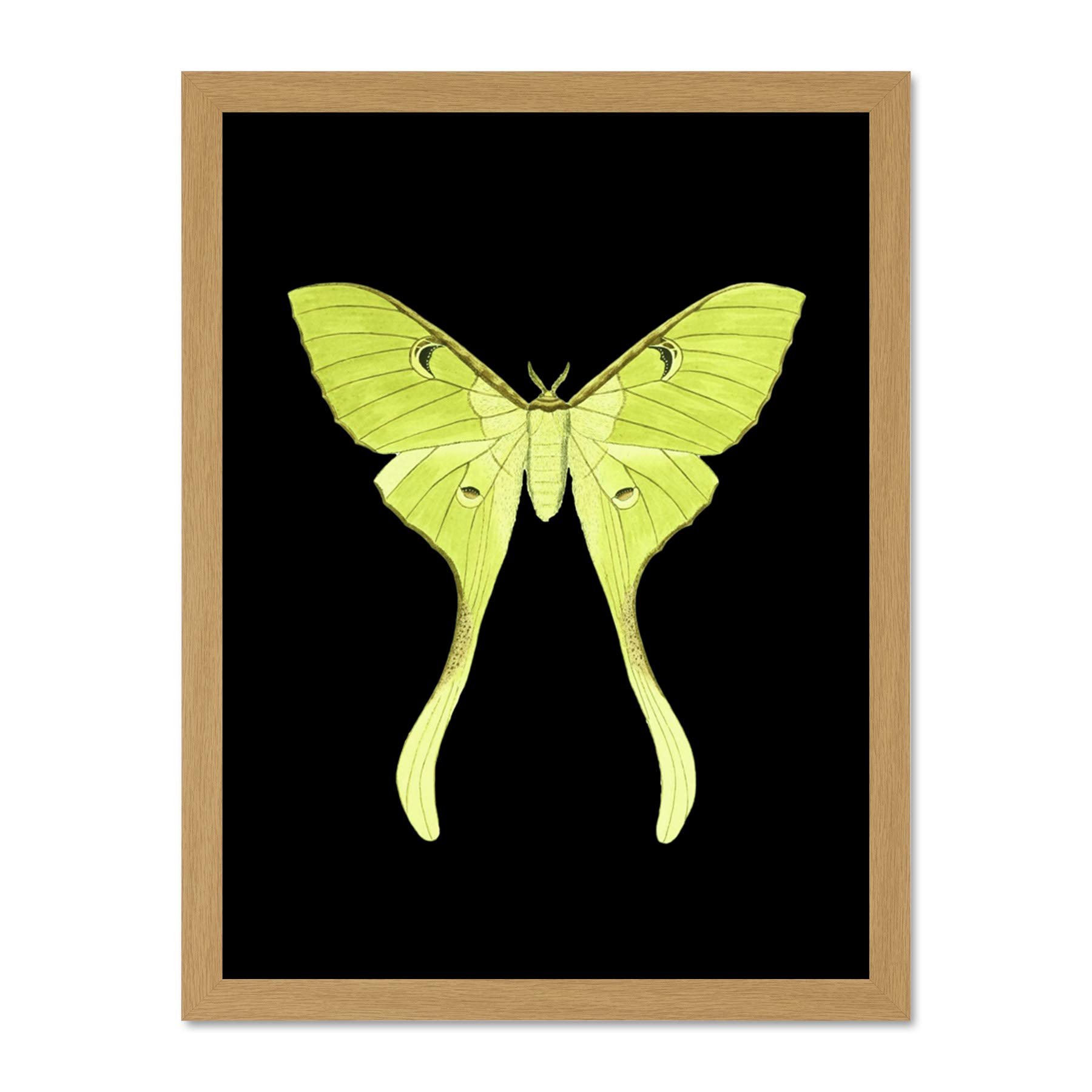 Wee Blue Coo Green Luna Moth Large Framed Art Print Wall Poster 18x24 inch