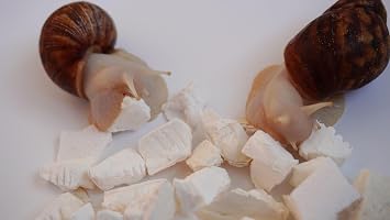 Cuttlebone for Snails, Snail Terrarium Supplies