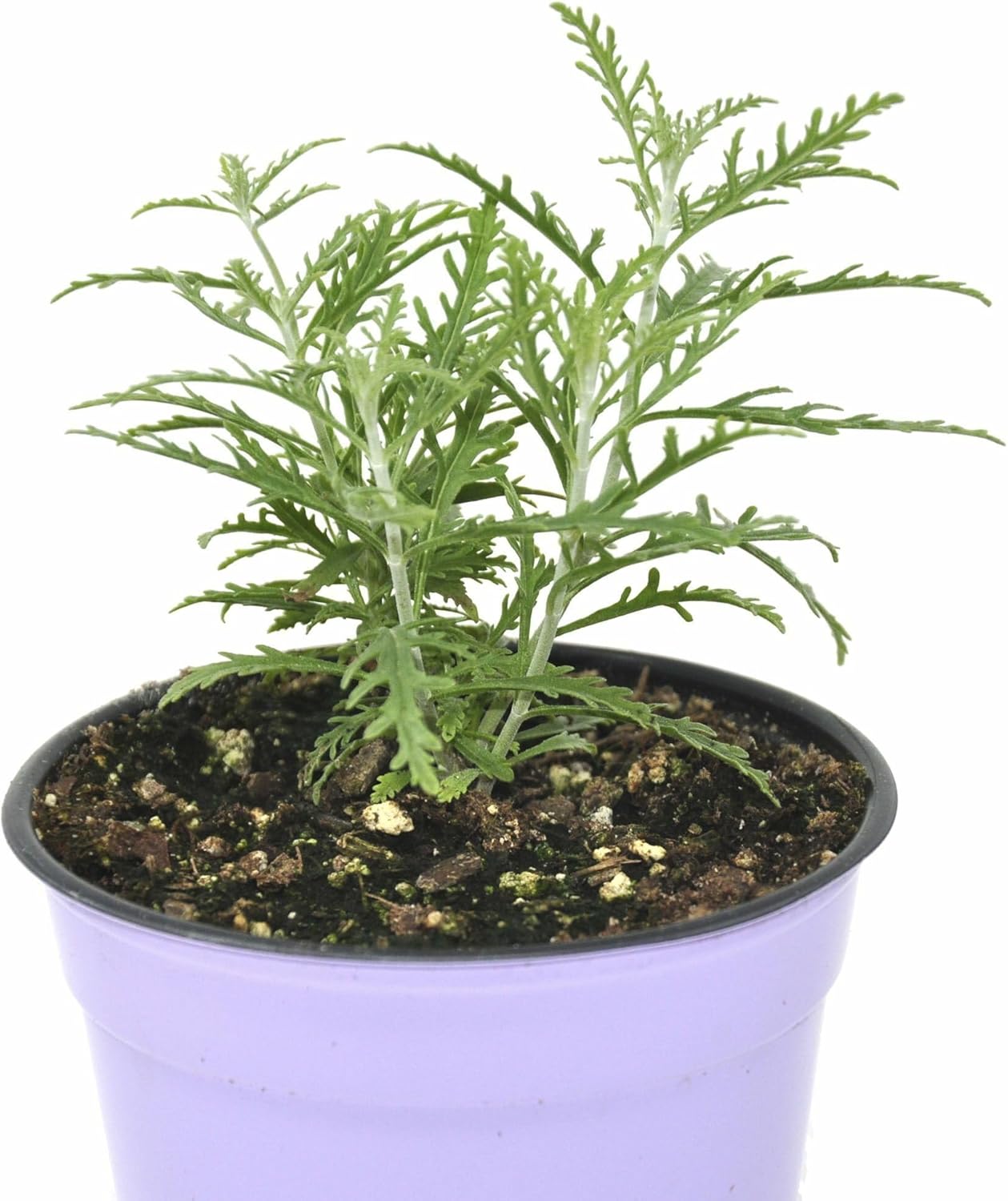 Perovskia Little Lace, Russian Sage, Flowering Plant, Cloud-Like Lavender Blooms on Silvery Foliage in the Form of a Drought-Tolerant Plant, Container Size: 4.5"