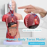 Vista 3 de ANNWAH Modelo de torso de anatomía humana – Juegos de 3 modelos de corazón, torso y esqueleto humano, herramientas educativas para estudiantes