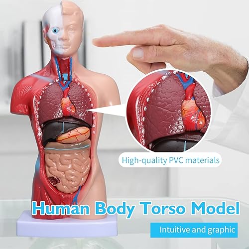 Miniatura 3 de ANNWAH Modelo de torso de anatomía humana  Juegos de 3 modelos de corazón, torso y esqueleto humano, herramientas educativas para estudiantes y