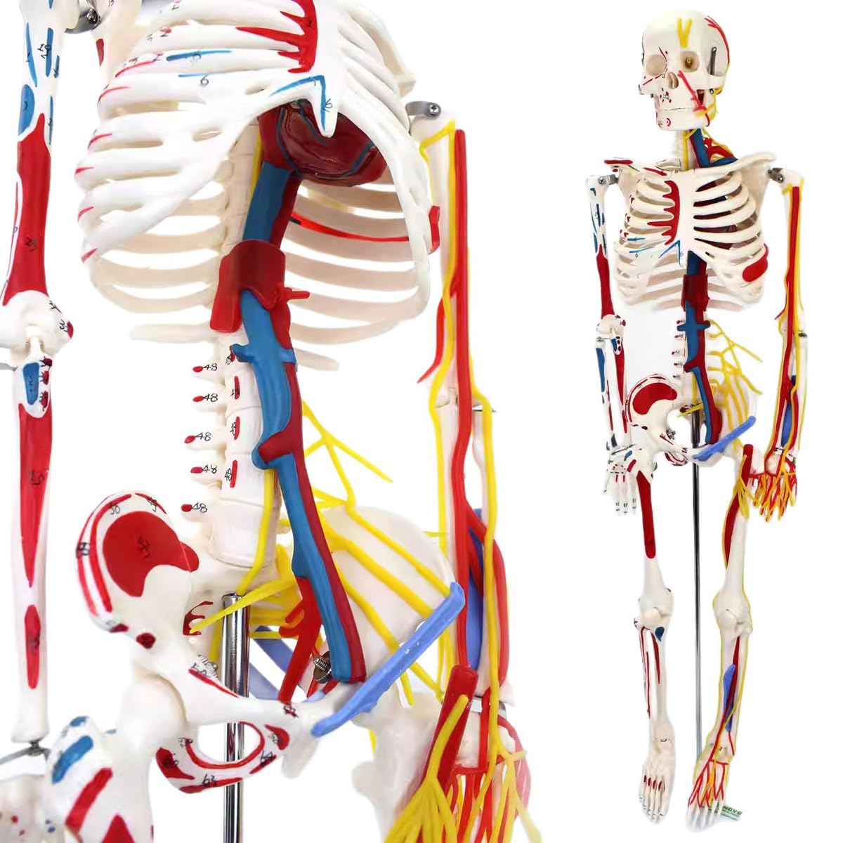 YNIYUJKL Human Skeletal Frame Model For Medical Training With Vascular And Nervous, Includes Muscle Origin And Insertion Points