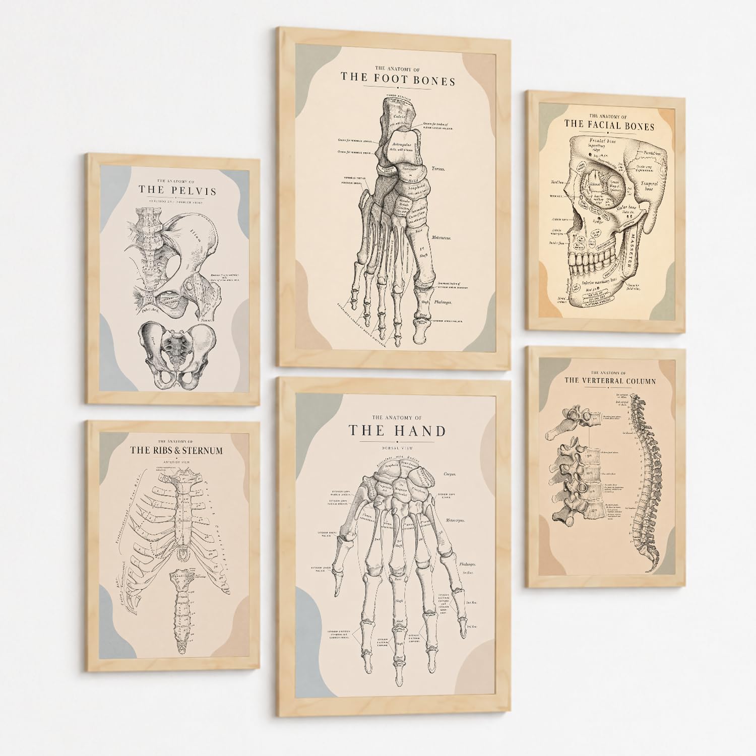 Nacnic Set Of 6 Vintage Anatomy Wall Art Prints Medical Posters And Decorative Pictures With Pelvis Foot Bones Human Hand Spine Ribs Sternum And Facial Bones Medical Wall Decor A3 & A4 Lightwood Frame