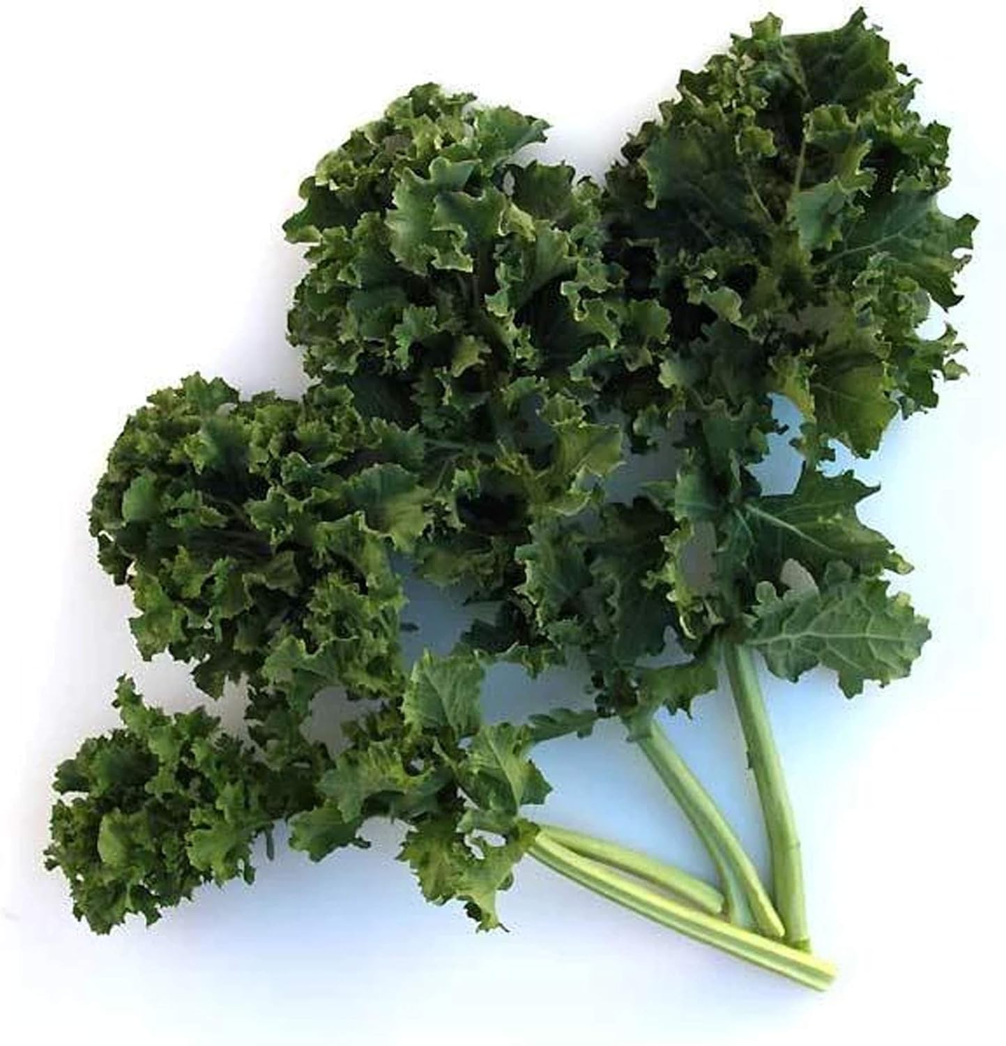 Organic Dwarf Siberian Kale Seeds - 1 LB ~128,000 Seeds - Organic, Non-GMO, Heirloom, Open Pollinated - Farm & Garden Vegetable Gardening & Micro Greens Seed