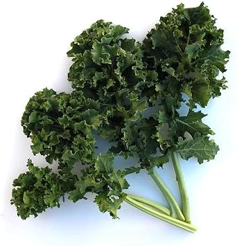 Organic Dwarf Siberian Kale Seeds - 1 OZ 8,000 Seeds - Organic, Non-GMO, Heirloom, Open Pollinated - Farm & Garden Vegetable Gardening & Micro Greens Seed