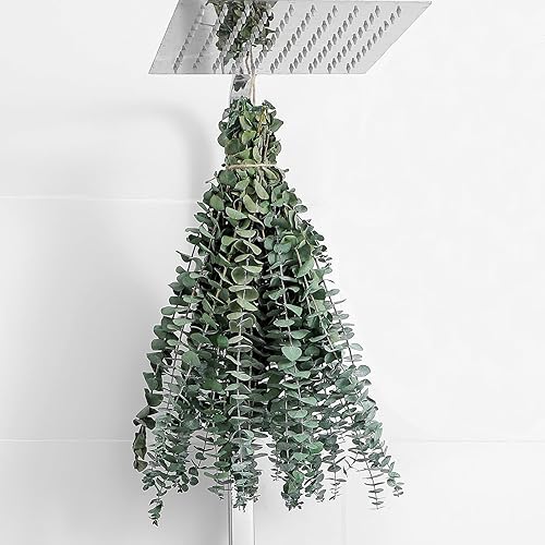 10 Pcs Dried Eucalyptus Stems 17" Real Eucalyptus for Shower Hanging 100% Made from Fresh Leaves, Wedding, Home, Farmhouse, DIY Spring Decor Bathroom Decor Home Decor - 10 Pcs