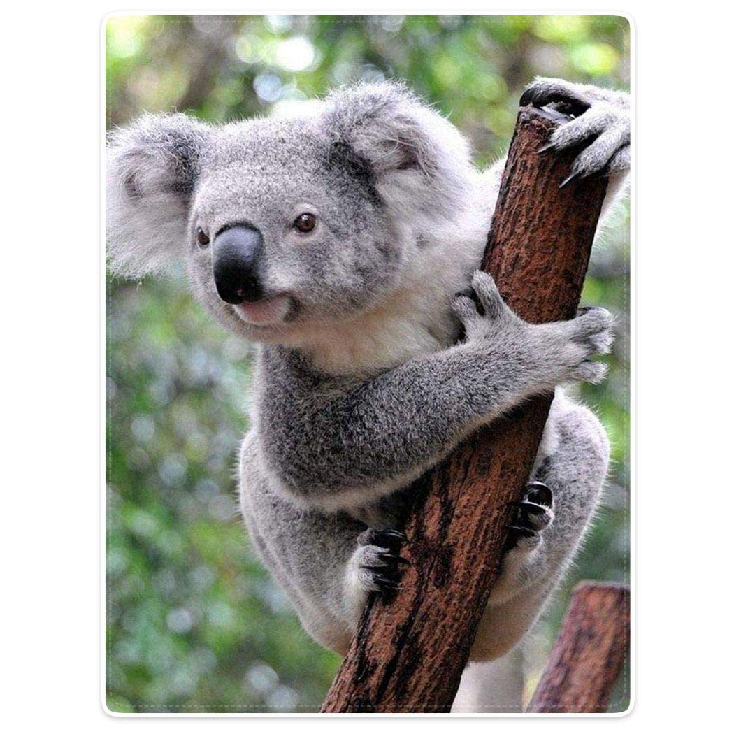 Couverture douillette Koala grise en microfibre polaire 125x150cm