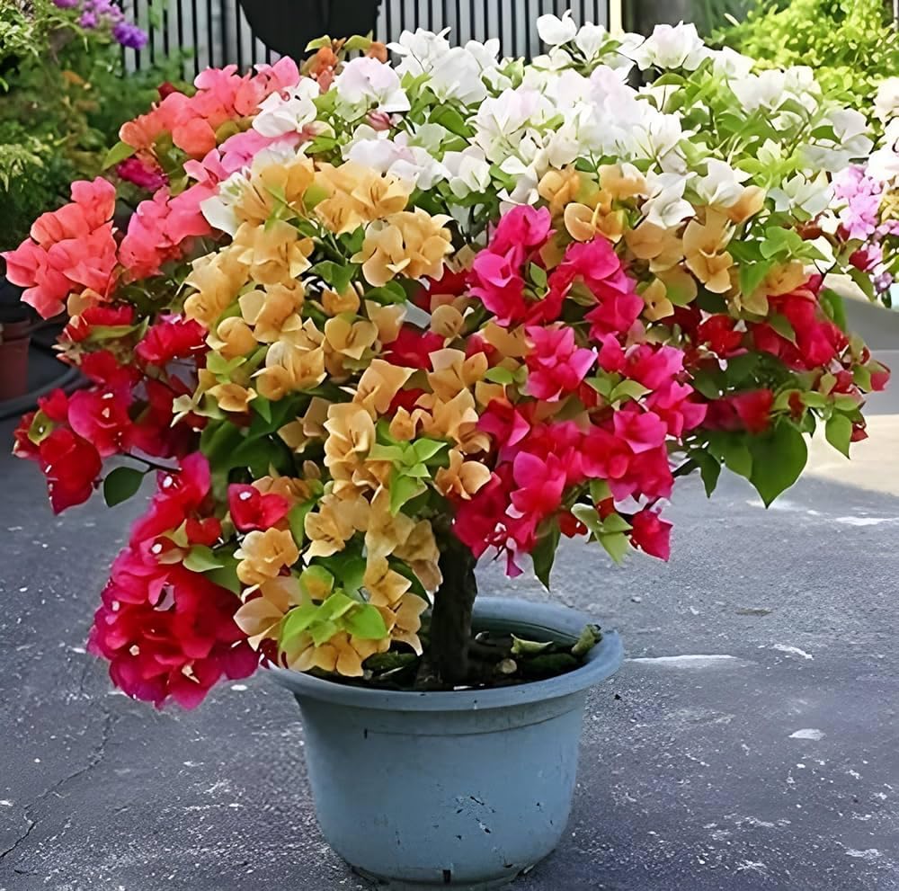 Bougainvillea plant live indian gardens (pack of 2) (B0CR4G6FX7) Amazon Price History, Amazon Price Tracker