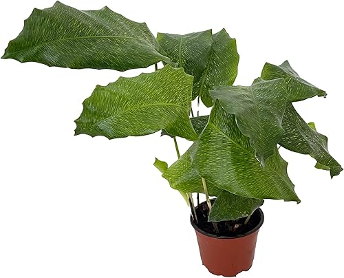 Planta de oración de mosaico raro - Red Calathea - Calathea mosaicca - Maceta de 4"