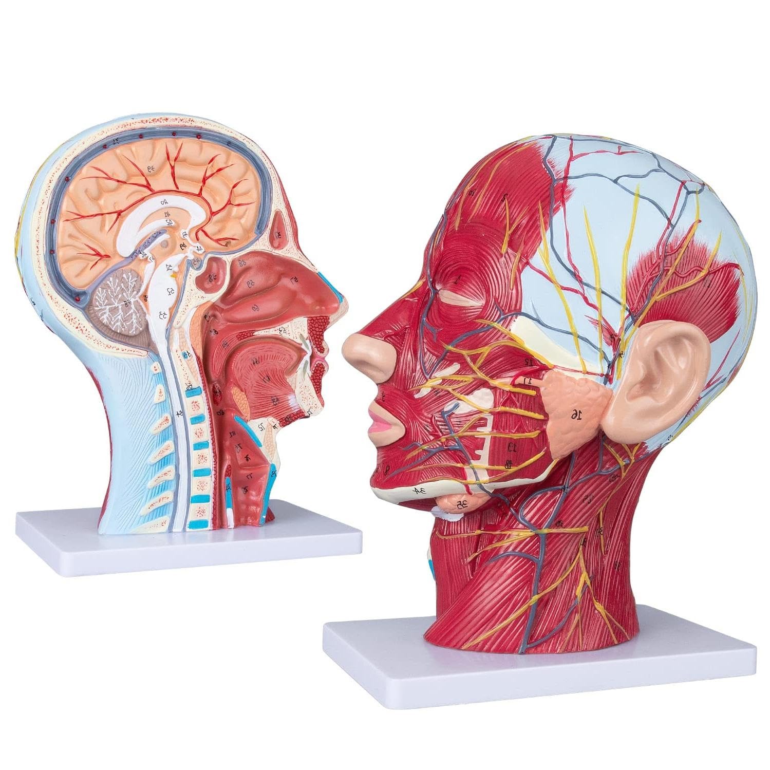 Modelo de músculo de la cabeza para el aprendizaje práctico en laboratorios y consultas