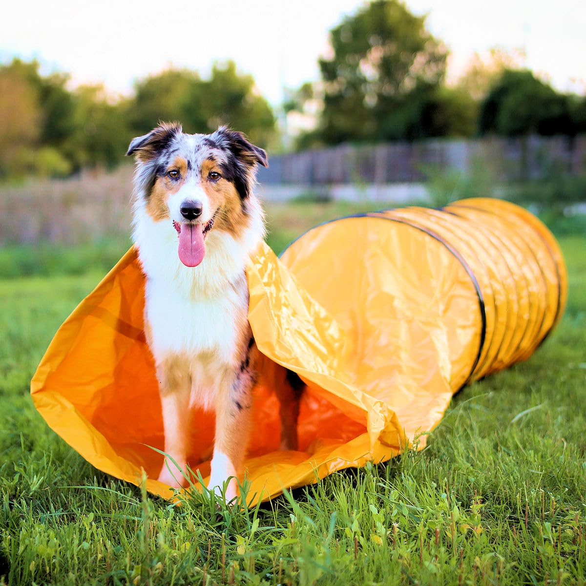 Agility Profi Sack-Tunnel für Hunde - Hundetunnel 60x300cm Spieltunnel Agilitytunnel Hundehöhle ST