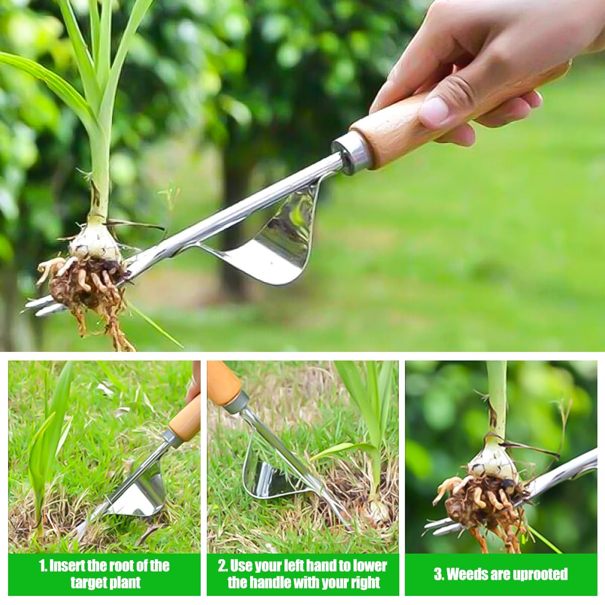 Estirpatore Manuale Per Erbacce In Acciaio Inox - Con Manico In Legno, 41 Cm, Per Giardinaggio