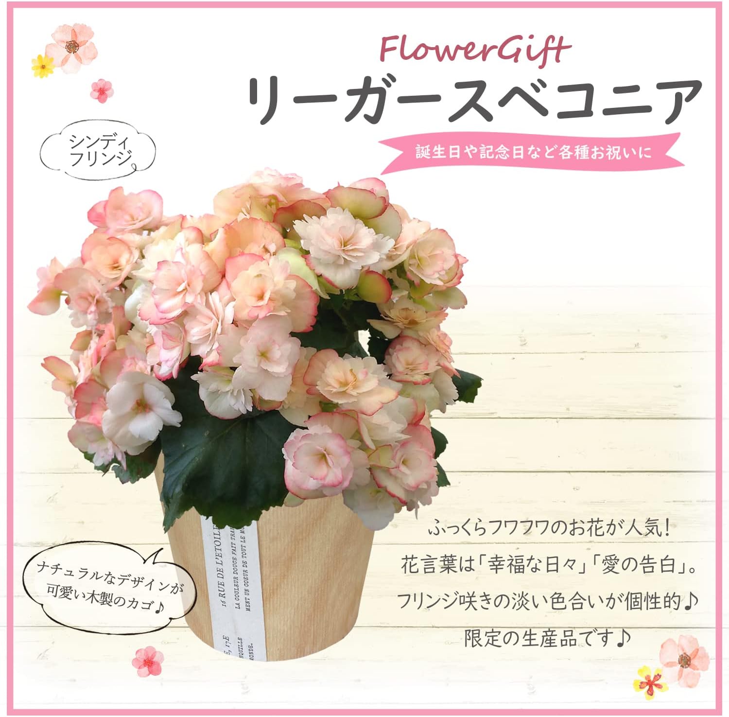 Amazon リーガース ベコニア 鉢植え プレゼント 花 ギフト シンディーフリンジ 花のギフト社 観葉植物 通販 Amazon リーガース ベコニア 鉢植え プレゼント 花 ギフト シンディーフリンジ 花のギフト社 観葉植物 通販