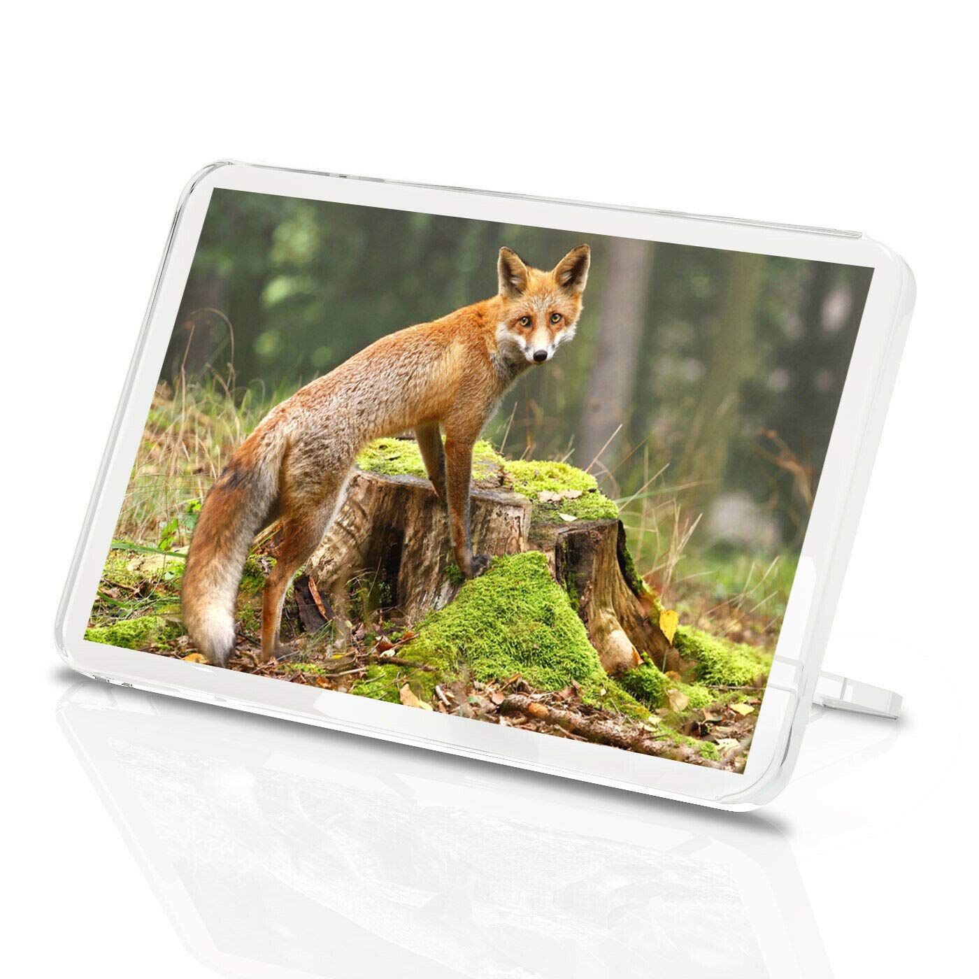 Destination Vinyl Magnets Multicolor Ginger Fox Classic Fridge Magnet - Wildlife Nature Animal Woodland Gift #8220