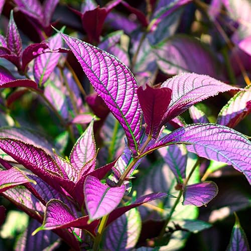 Miniatura 5 de Strobilanthes - Planta de escudo persa vivo en maceta de 4 pulgadas, 5 a 7 pulgadas de alto para plantar plantas perennes en interiores y exteriores