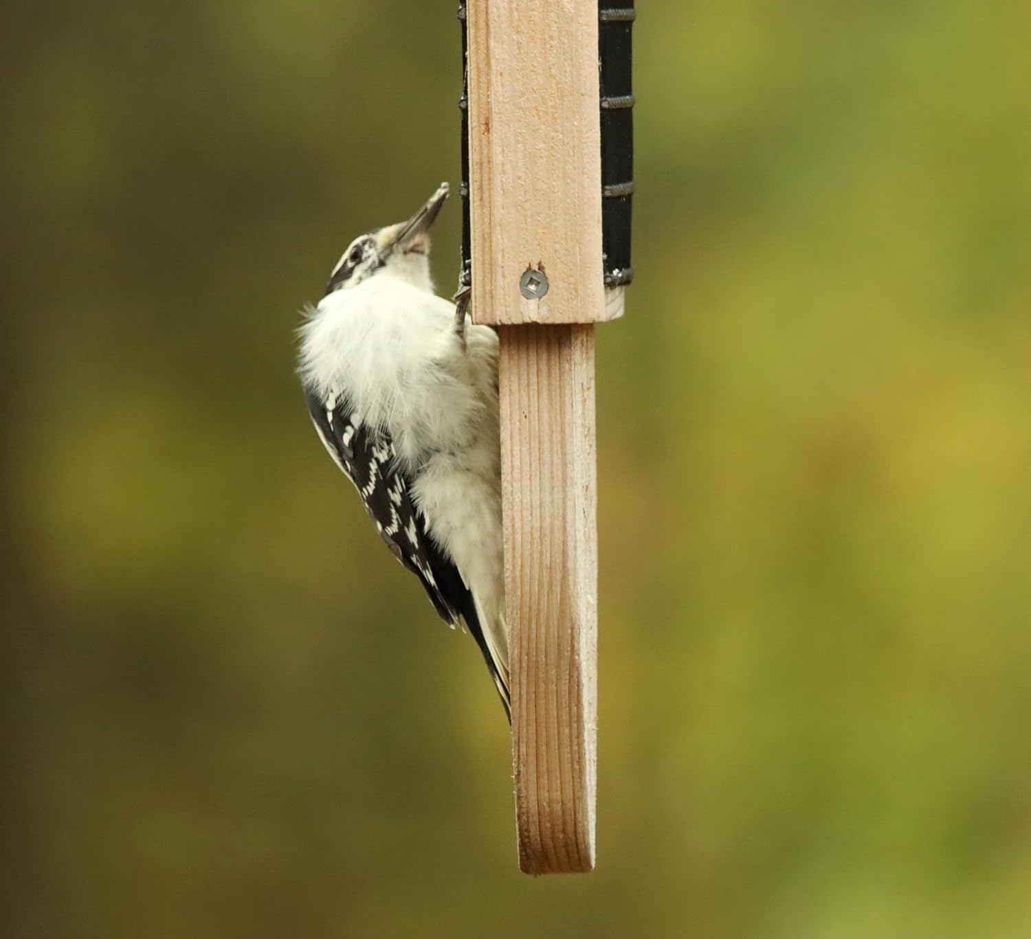 Kettle Moraine Cedar Double Suet Cake Tail Prop Suet Bird Feeder with Hanging Cable