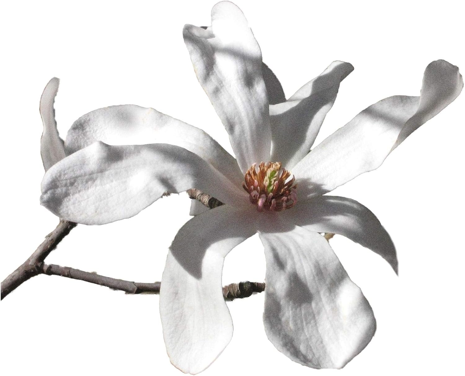 Magnolia Tree - Tulip Blooms - Live Plant Shipped 1 to 2 Feet Tall by DAS Farms (Merrill)