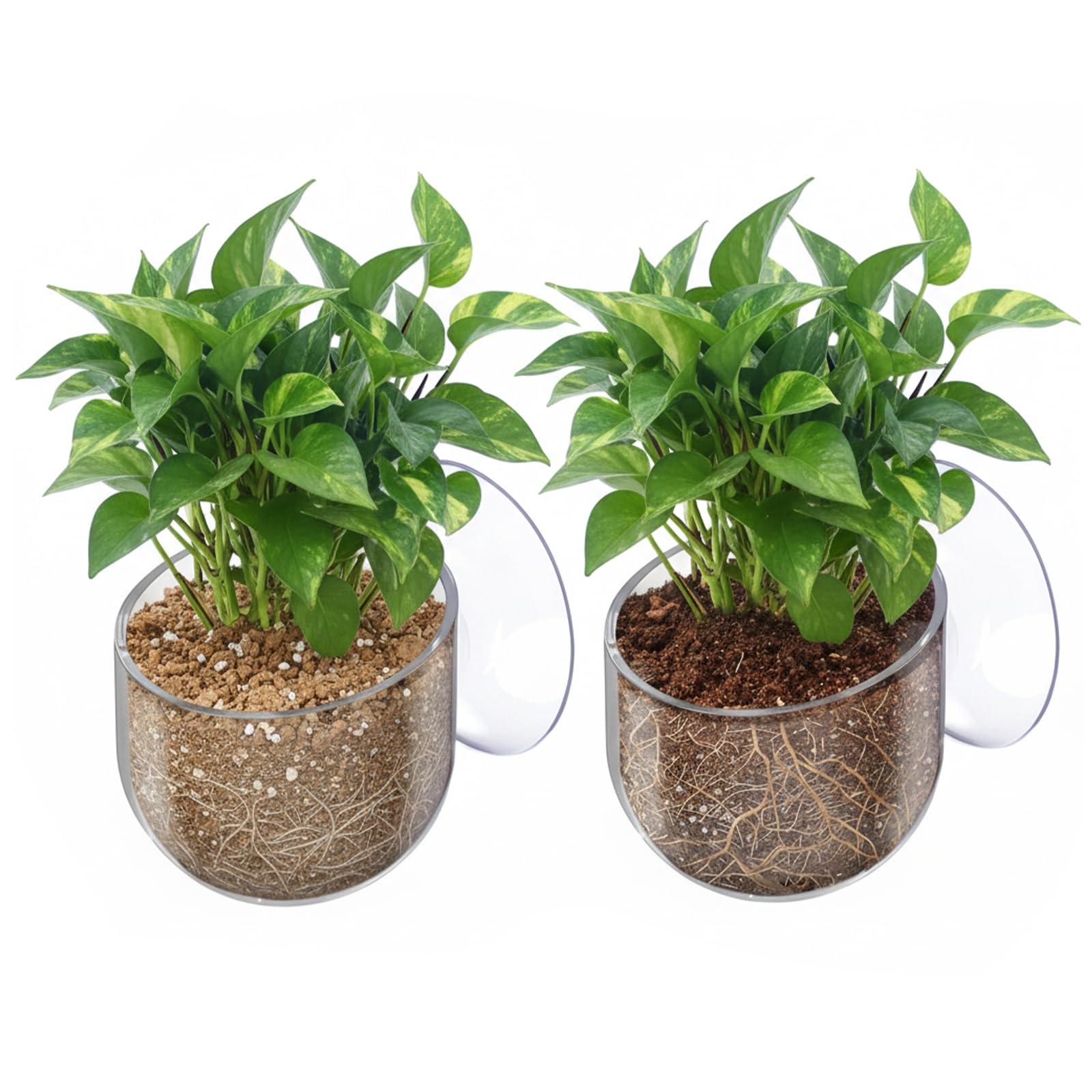 Quilax 2 Pcs Aquarium Plant Holder, Live Aquarium Plants Holder with Suction Cup, Plastic Fish Tank Plant Holders, Clear Red Worm Fish Feeder for Aquascape Decoration