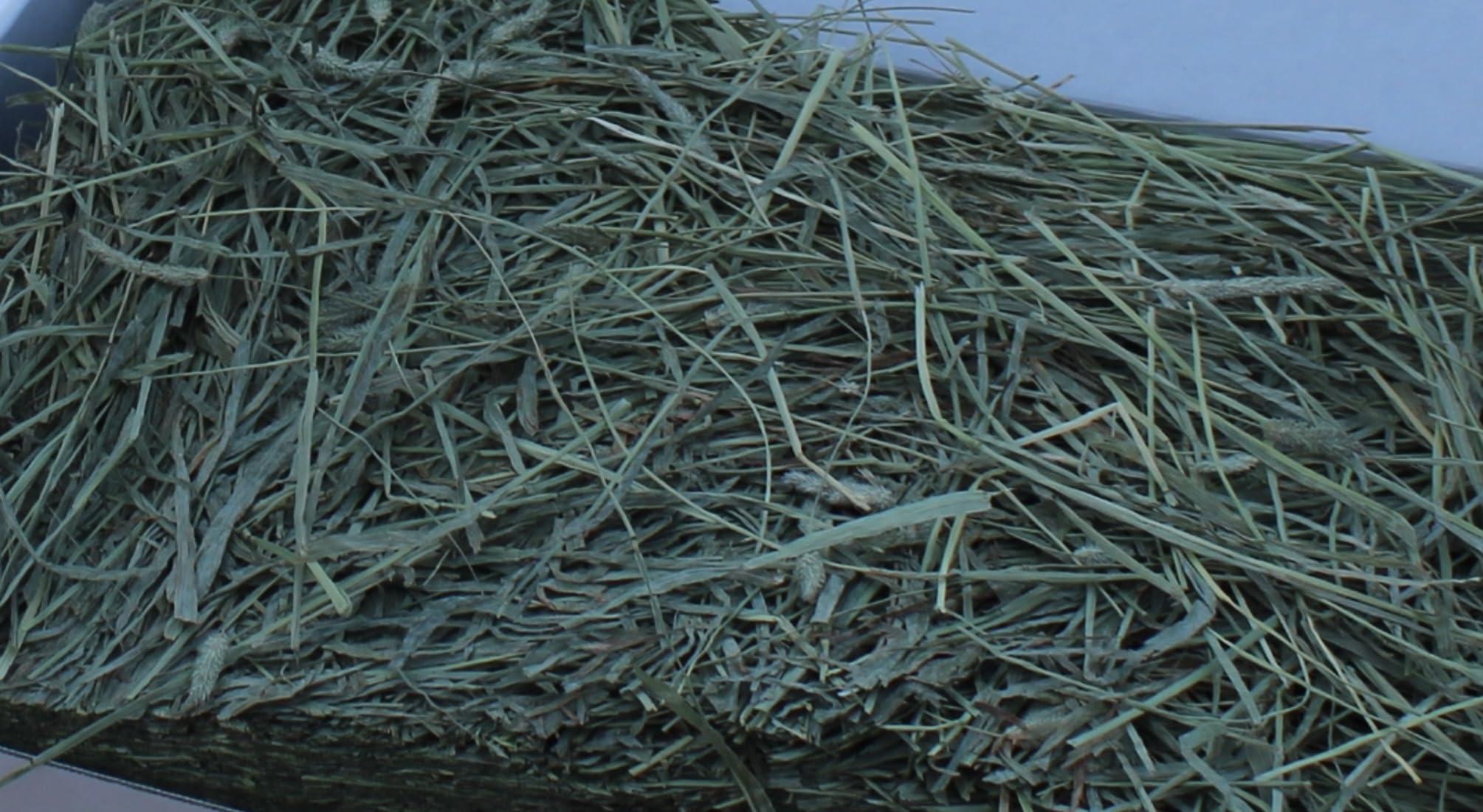 Diamond Rock Feed Timothy Hay 2nd Cutting Hay, Ideal for Rabbits, Guinea Pigs, Chinchillas, Mice, Rats and Hamsters, High Fat and Protein Content - 5 pounds - image 4
