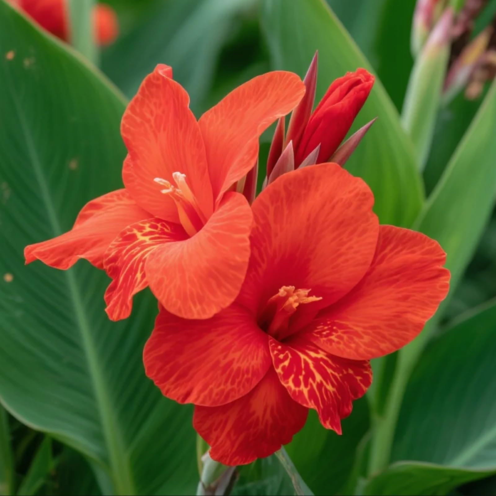 Canna Bulbs for Gardens/Canna Lily Plants UK/Vibrant Floral Display/Potted/Plants/Rhizome/Ornamental/Resistant/Bedding/Gorgeous【BNSOIDE】-G-2 Bulbs