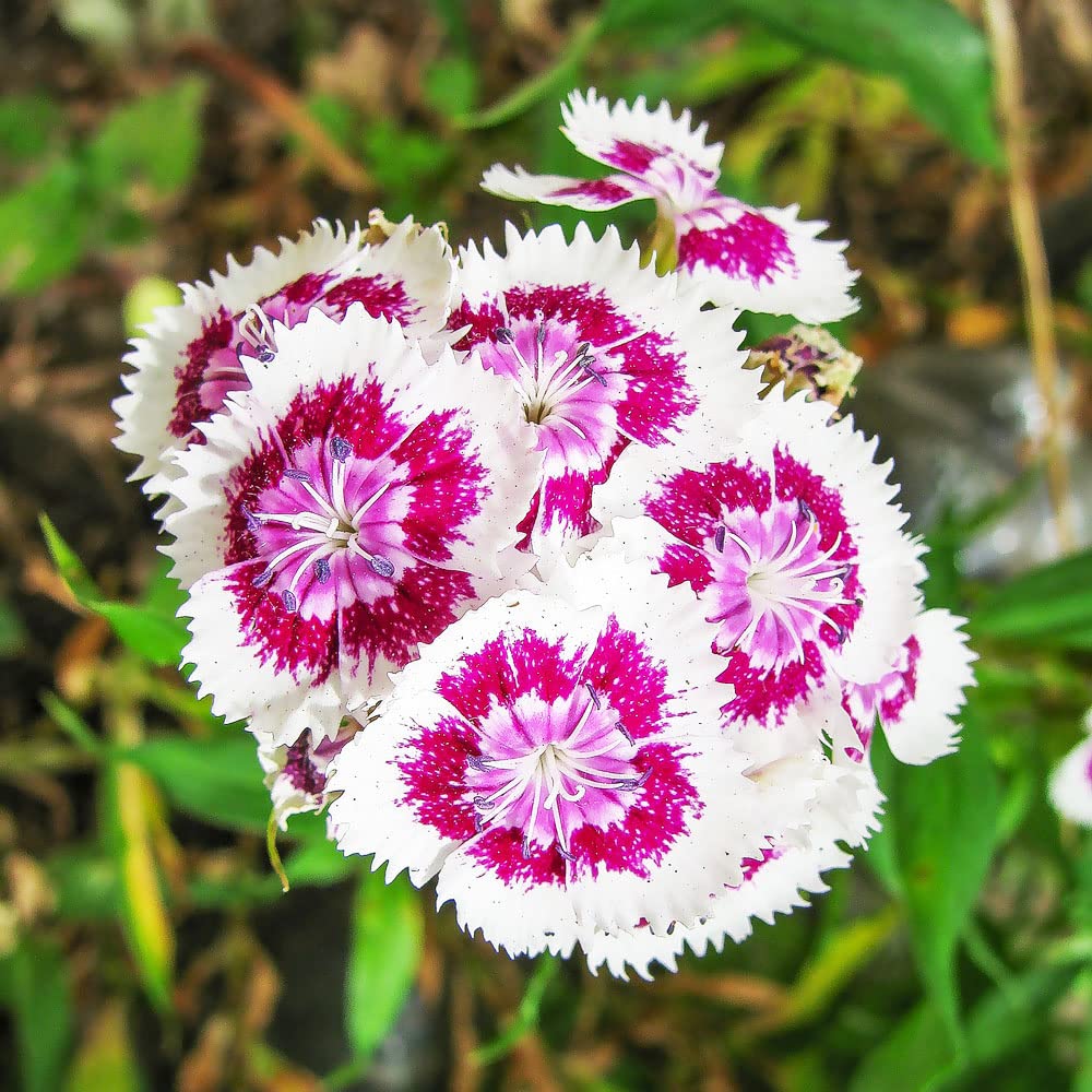 Samen Polster Phlox Saatgut Alte Sorten Steingarten Mischung MehrjHrig  Staude KrUter KChe Bienenwiese Blumensamen Hochzeit Gastgeschenk  KrUterbeet Blumen Deko Pflanzen Bonsai Topf 300Stck : Amazon.de: Garten