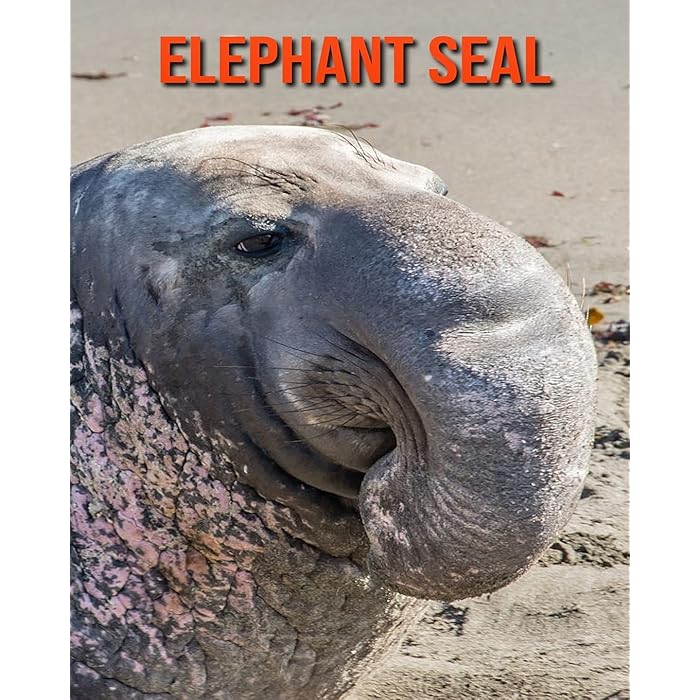 Buy Elephant Seal Amazing Photos & Fun Facts Book About Elephant Seal