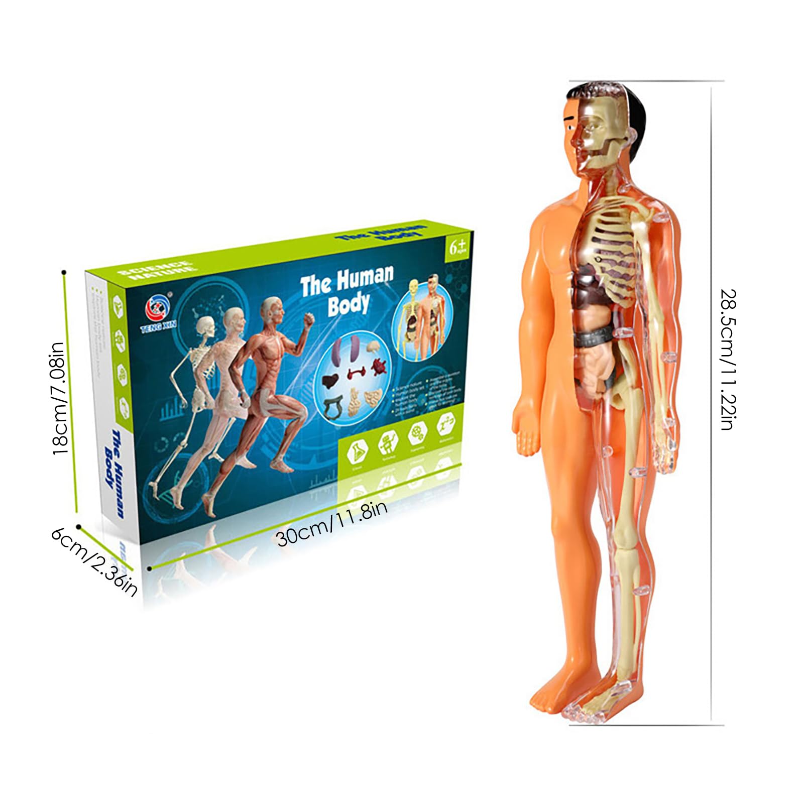 Amazon.co.jp: 体の解剖学パズル, スケルトントルソーボディモデル