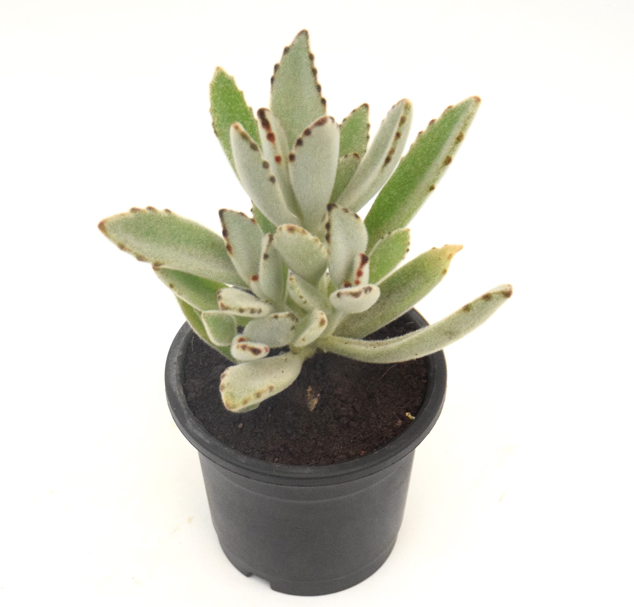 Kalanchoe Chocolate Soldier Panda Succulent Plant By Veryhom (B09RH22SVT) Amazon Price History, Amazon Price Tracker