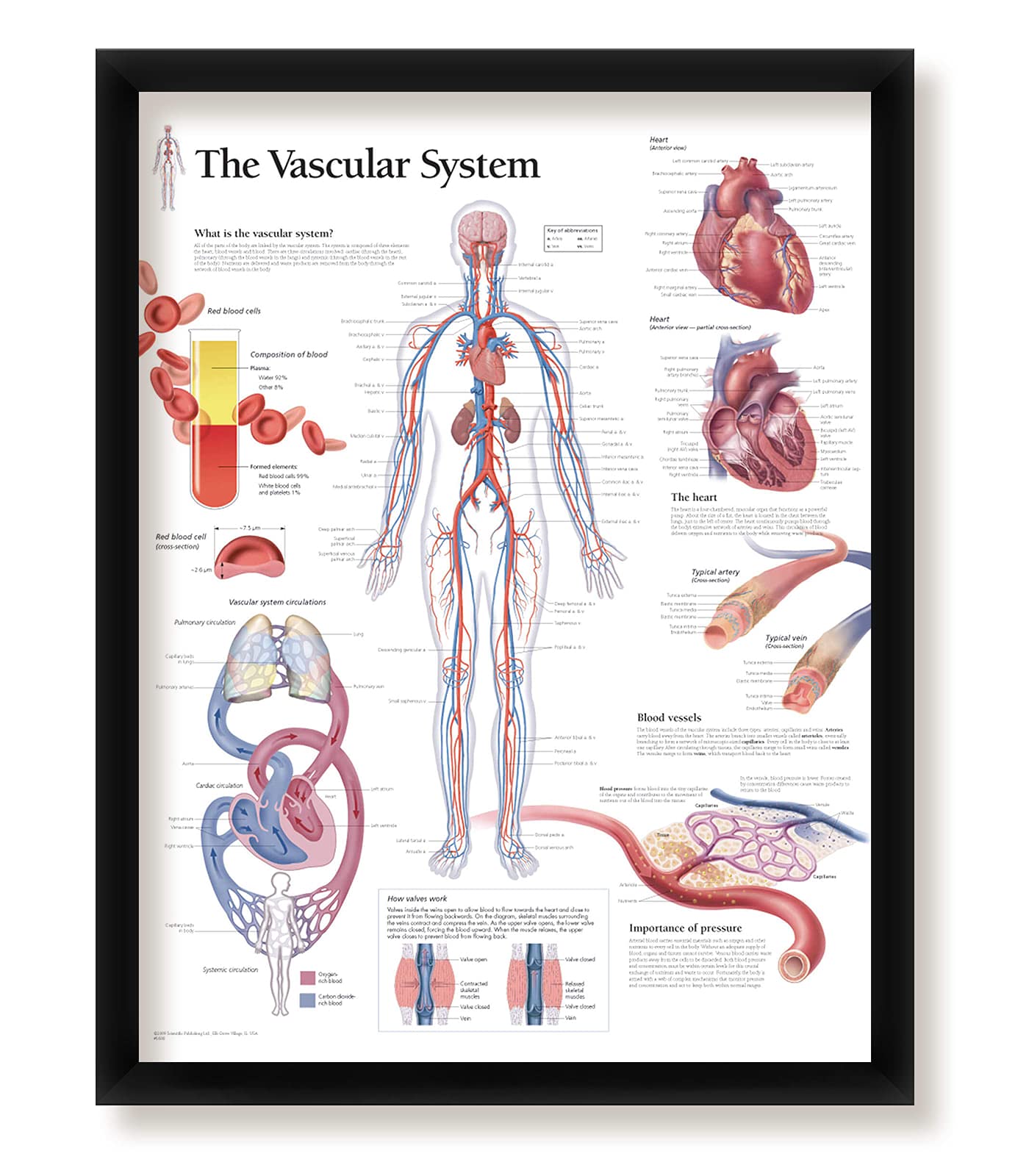 The Vascular System Framed Medical Educational Informational Poster Diagram Doctors Office School Classroom 22x28 Inches