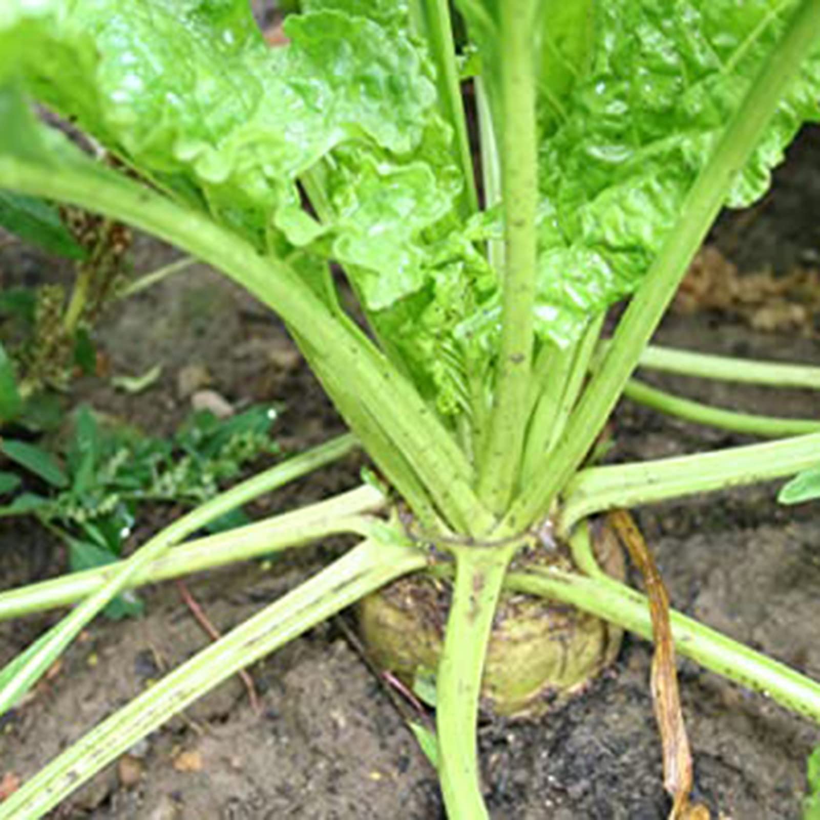pfingstrosen künstlich hochwertig Künstlicher Kranz 100 cm – Pfingstrosen, Gerbera & Sedum main image 0