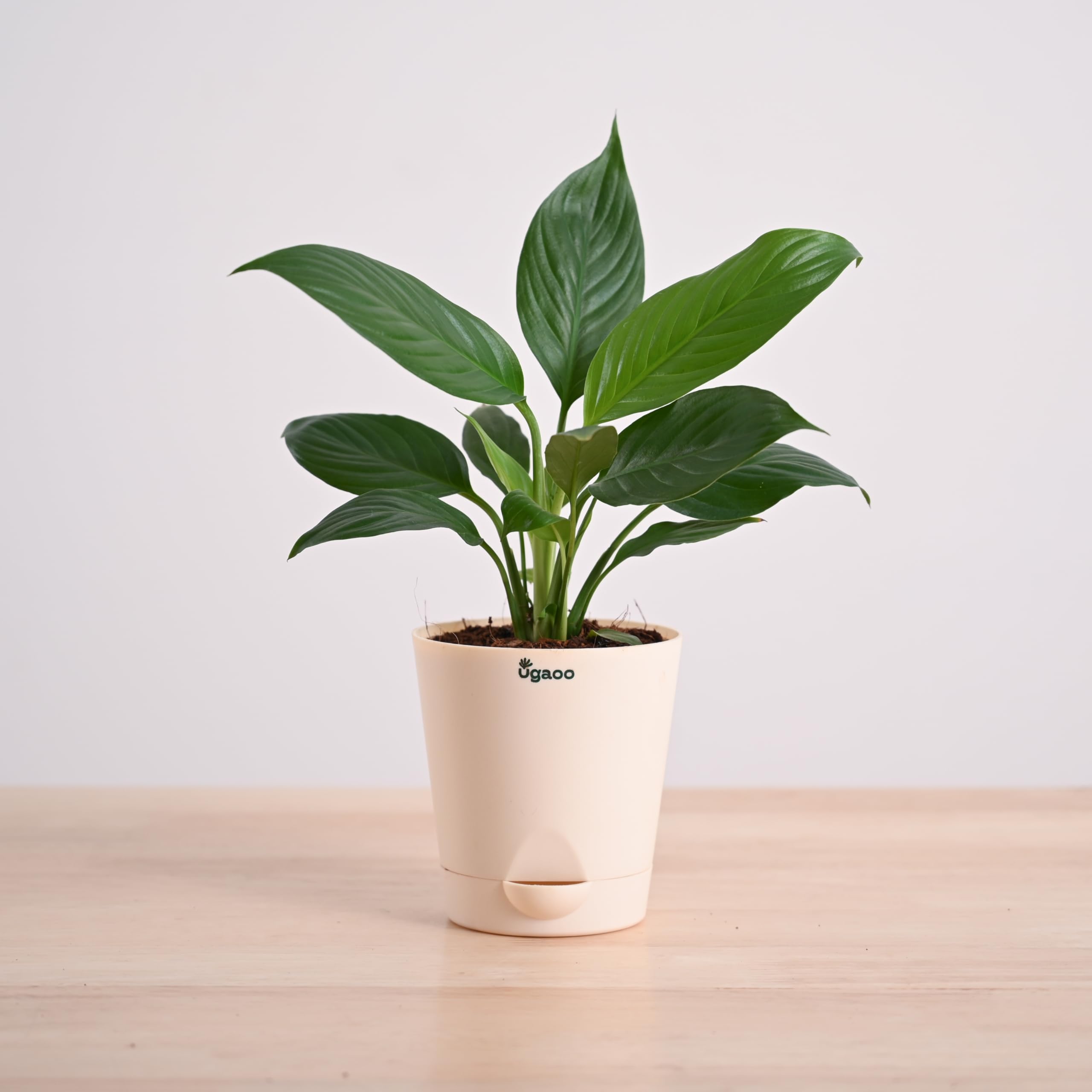 Ugaoo Peace Lily Live Plant with Self Watering Pot - Spathiphyllum Plant