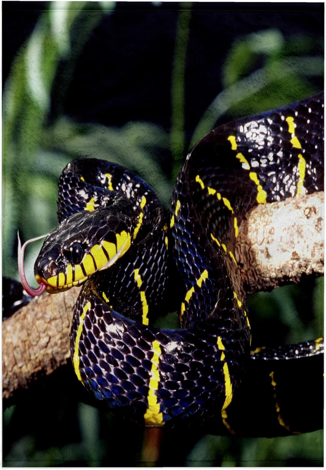 3dRose Mangrove Snake - NA02 DNO0501 - David Northcott 22x30 Bath Hand Pool Towel
