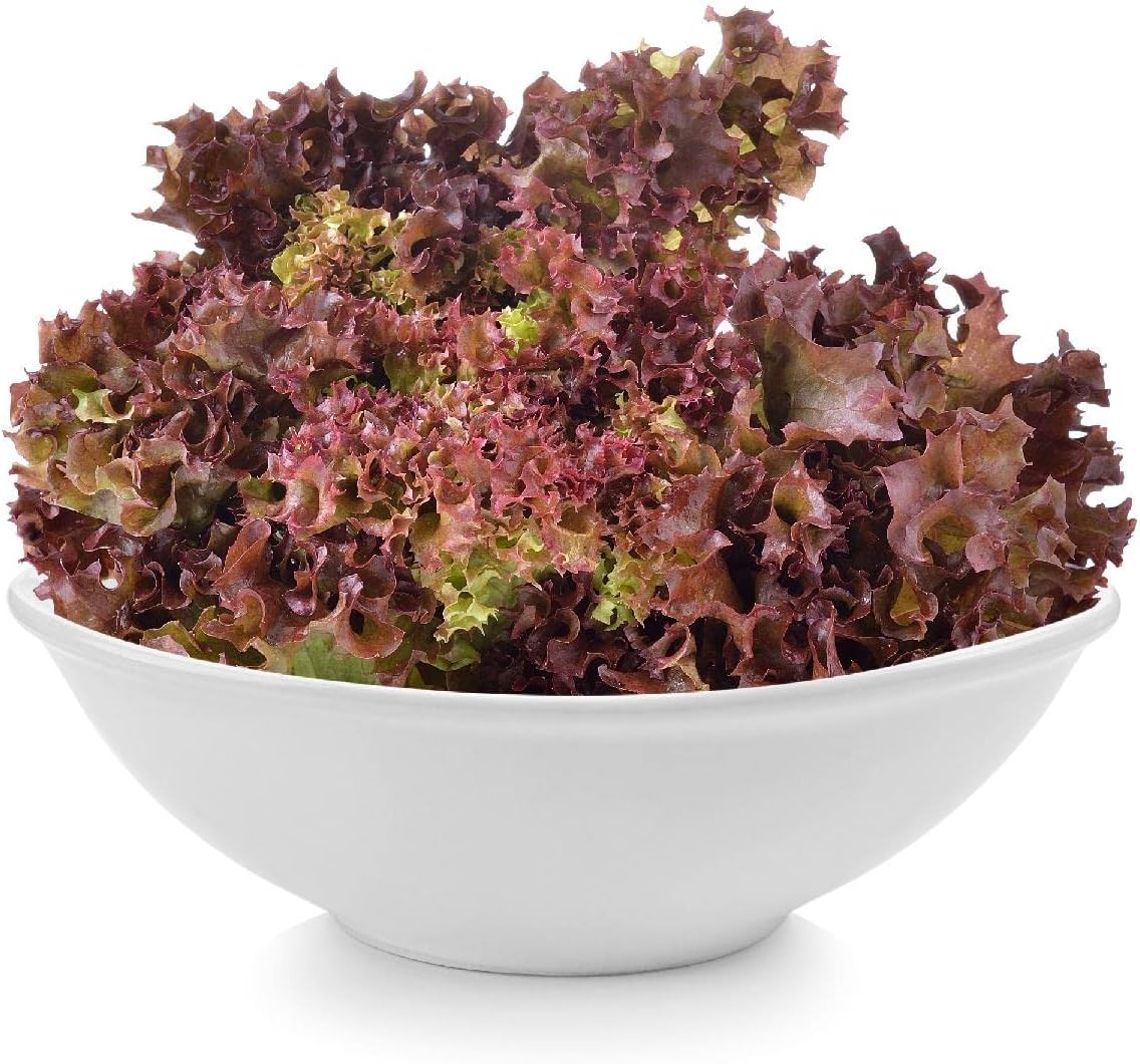 Everwilde Farms - 1/4 Lb Organic Red Salad Bowl Leaf Lettuce Seeds - Gold Vault