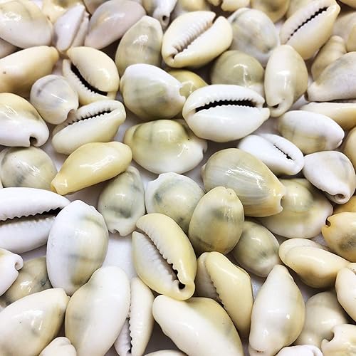Miniatura 7 de PEPPERLONELY 25PC Day-Break Cowry Sea Shells, Palmadusta Diluculum Shells, 34 pulgadas  1-14 pulgadas