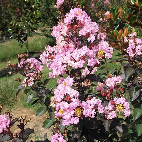 TriStar Plants - Crape Myrtle - Rapsodia en rosa, lagerstroemia índica, maceta comercial de 1 galón, mirto rosa crespo, flores de verano, árbol de