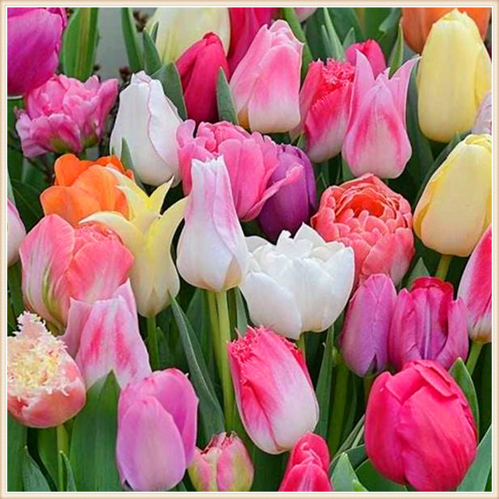 チューリップ球根➕さつまいもの葉っぱ チューリップ球根➕さつまいもの葉っぱ チューリップ | オザキ