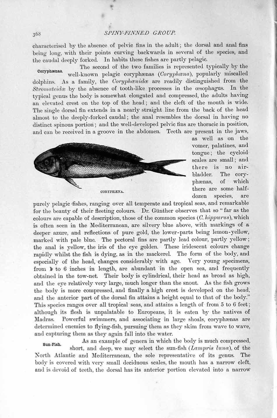 NATURAL HISTORY 1896 CORYPHAENA SPINYFINNED FISH PRINT Amazon.co.uk Home & Kitchen
