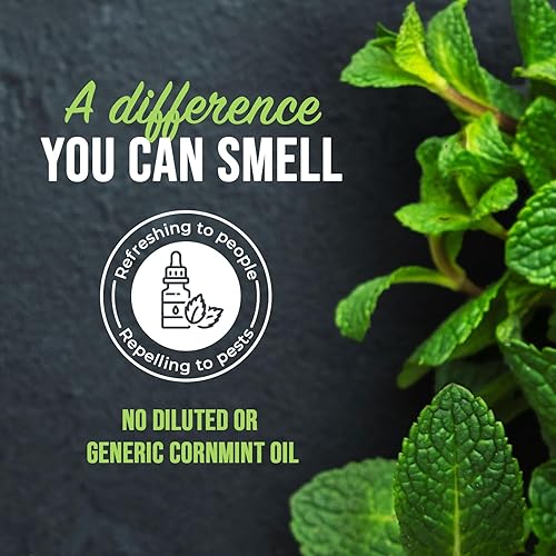 Miniatura 4 de Repelente de roedores con aceite de menta de Mighty Mint – Spray repelente natural para interiores y exteriores contra ratones y ratas – Fórmula