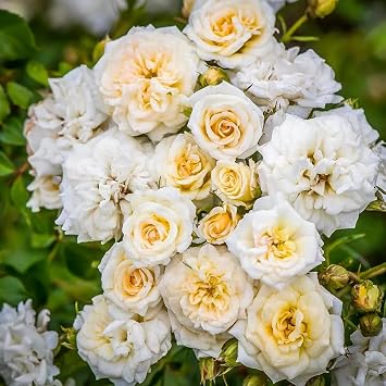 150+ Mix Climbing Rose Seeds for Planting Outdoors-Perennial Rose Flower Seeds Ornamental Beautiful Roses
