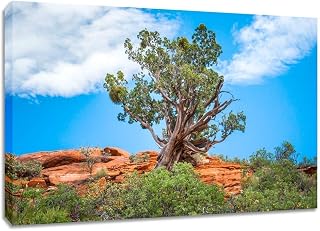 Juniper Tree Large Canvas Wall Art. Sedona Arizona Photography Print.
