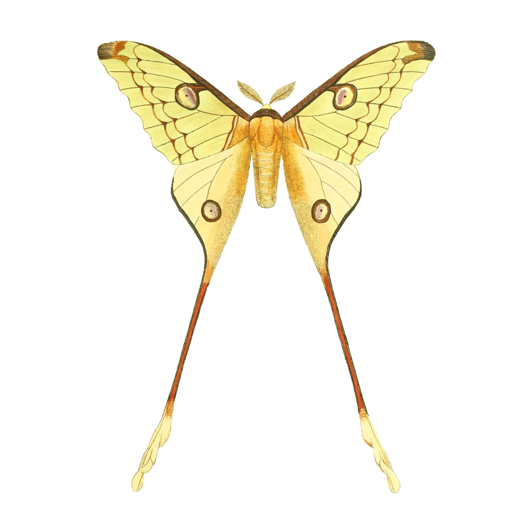 Wee Blue Coo Moth Yellow Illustration Art Print Poster Wall Decor