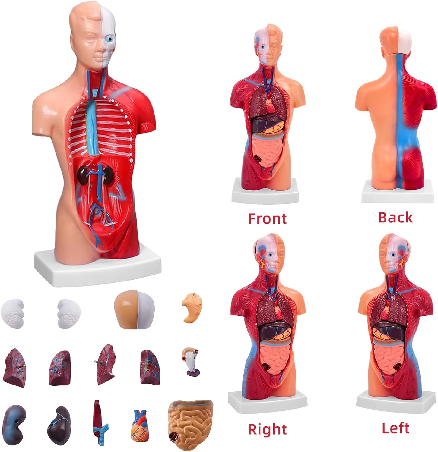 11 Inch Small Human Body Model for Anatomy Study - 15 Detachable Parts Educational Torso with Internal Organs, DIY Assembly Anatomy Model for Students, Teachers, and Medical Healthcare Professionals - Image 3